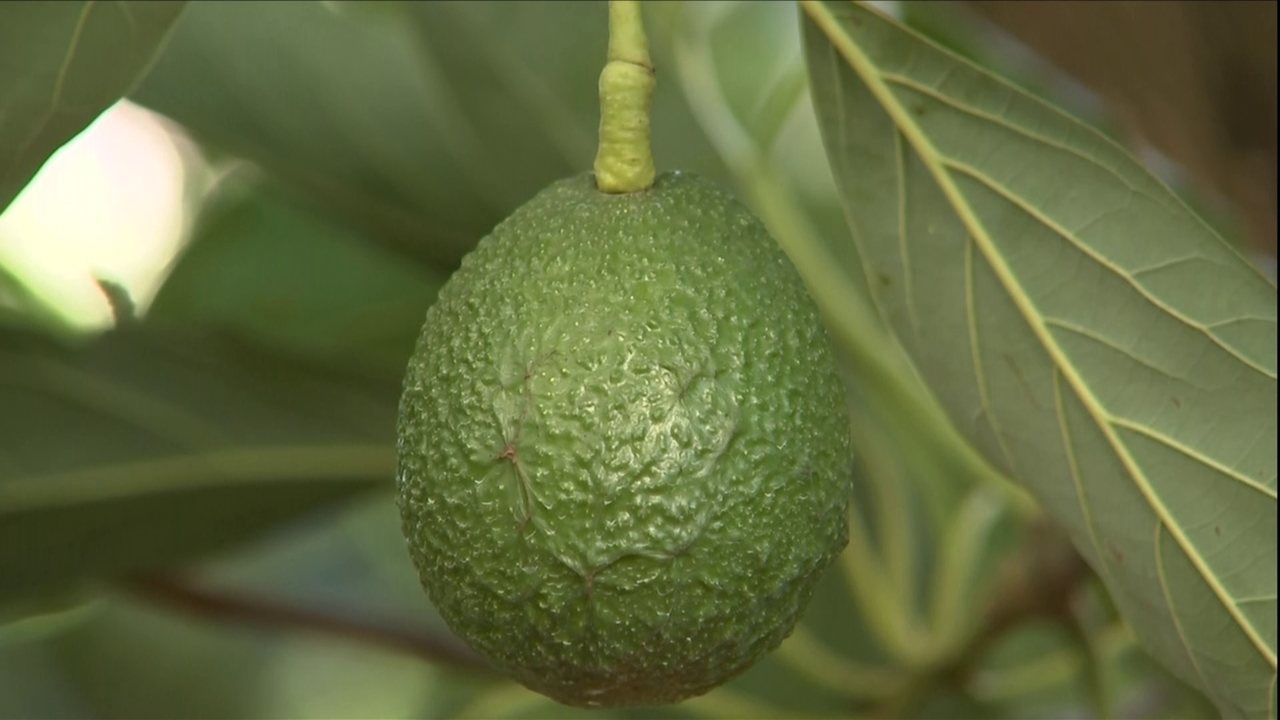 Abacate Avocado