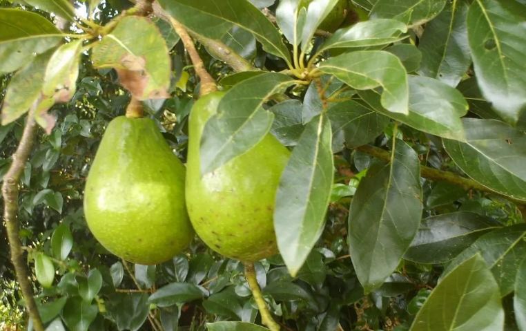 Abacate Manteiga