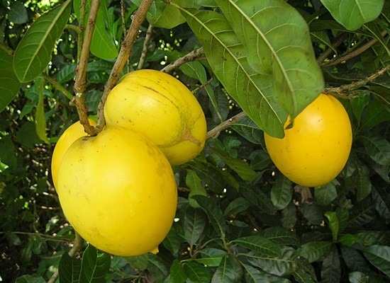 Abiu Amarelo