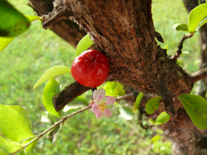 Acerola azeda