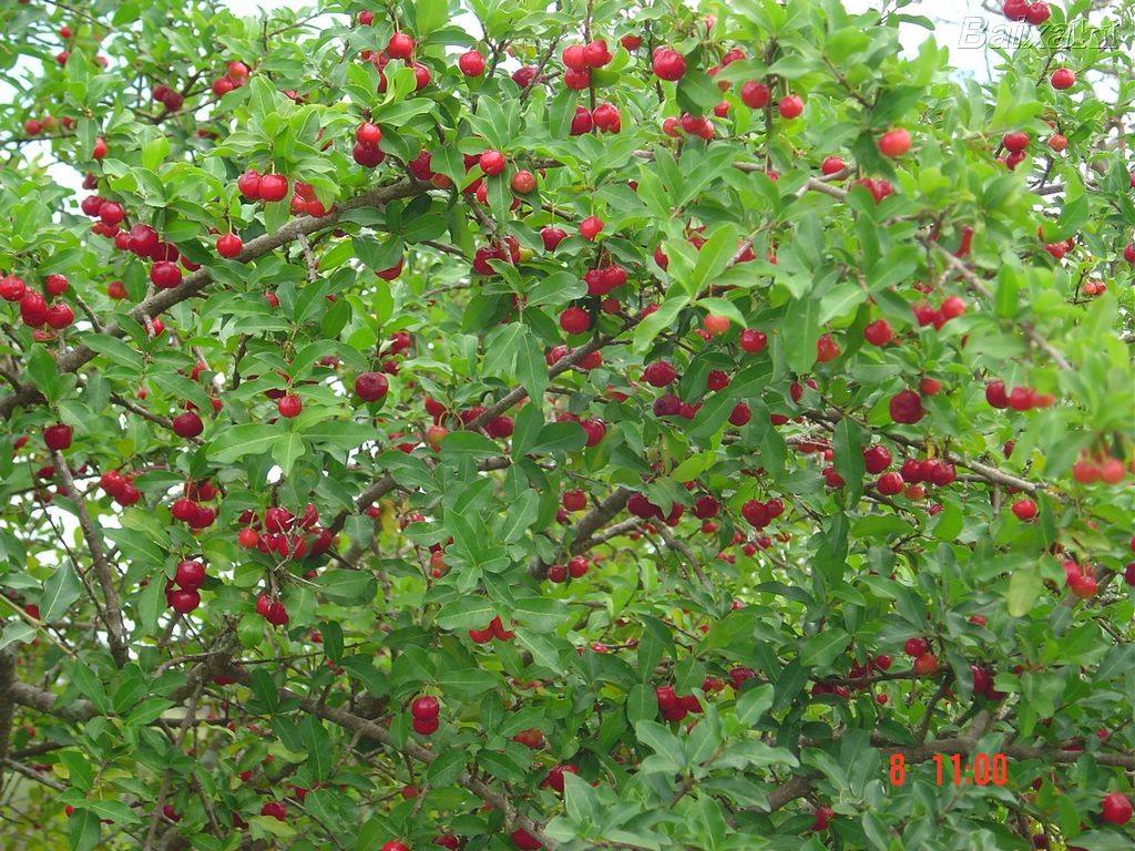 Acerola Doce