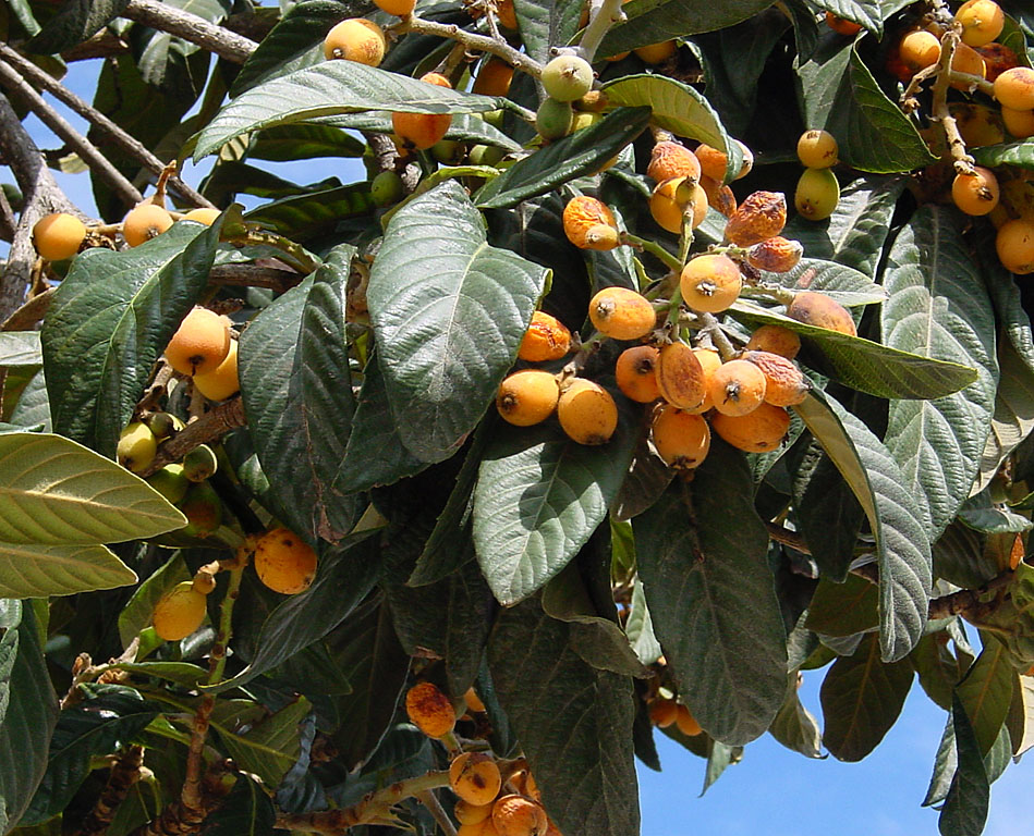 Ameixa Amarela