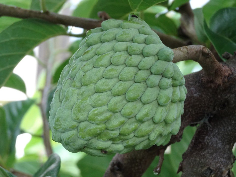 Atemoia