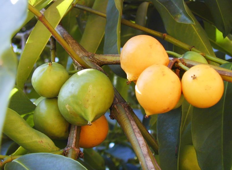 Bacupari