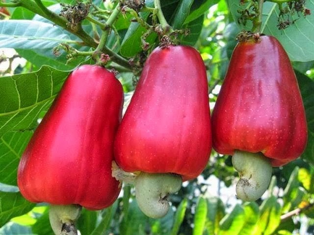 Caju Vermelho