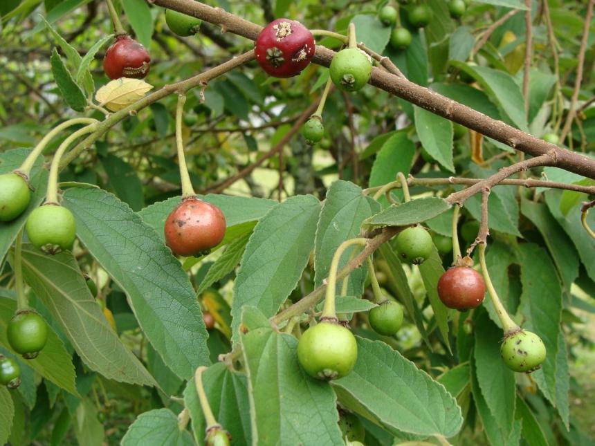 Calabura
