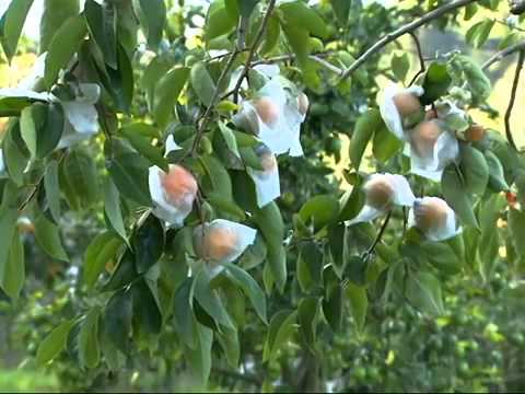 Caqui Fuyu