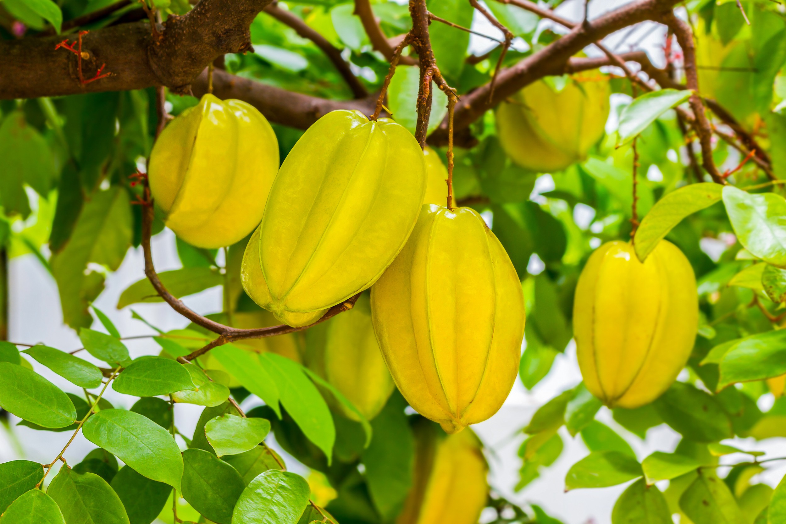 Carambola Amarela
