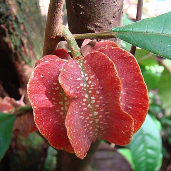 Carambola Vermelha