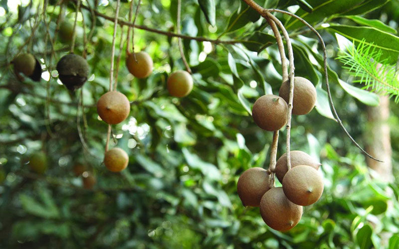 Castanha Macadamia