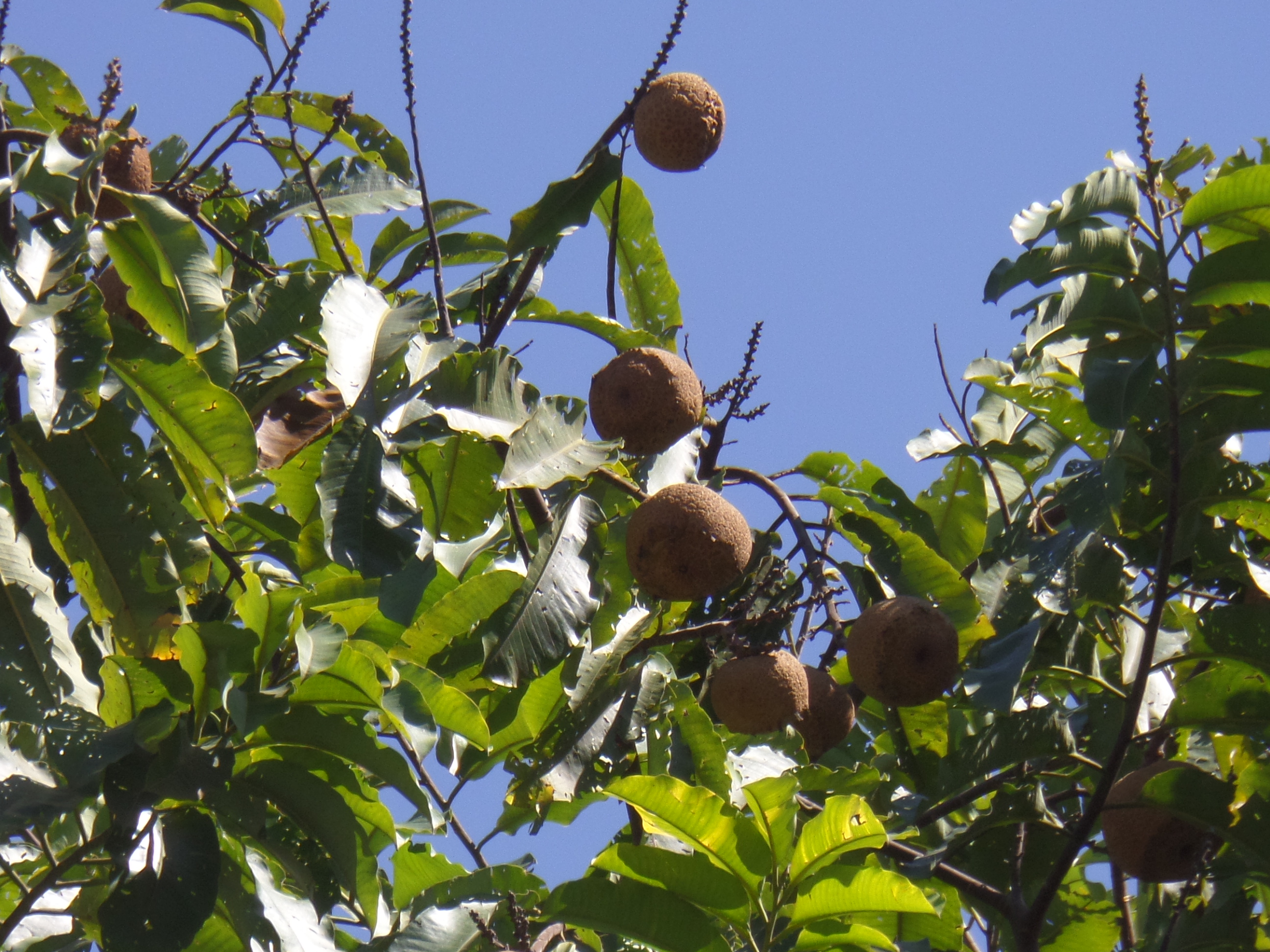 Castanha Para
