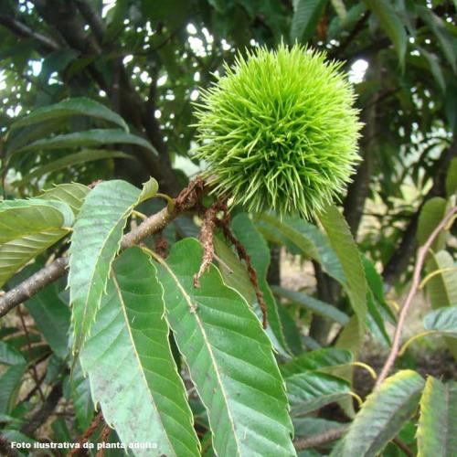 Castanha Portuguesa