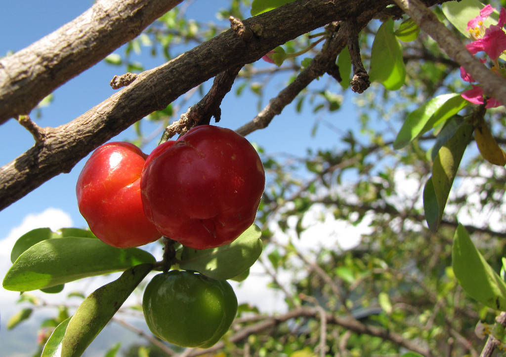 Cereja Antilhas