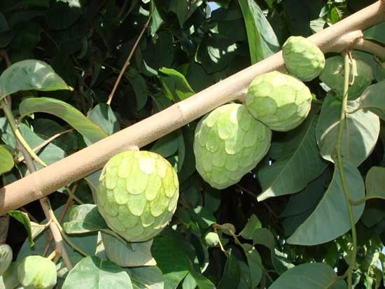 Cherimoya