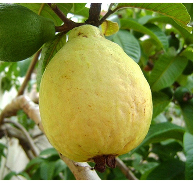 Goiaba Amarela