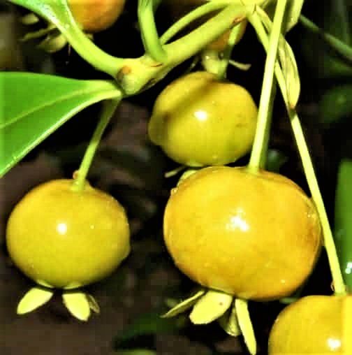 Grumixama Amarela