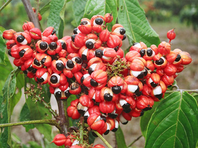 Guarana