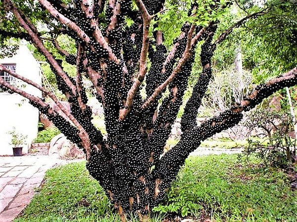 Jabuticaba Hibrida