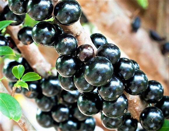 Jabuticaba Sabará