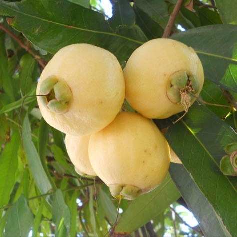 Jambo Amarelo