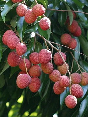 Lichia