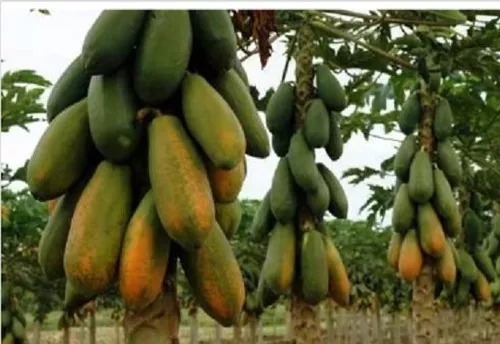 Mamão Formosa