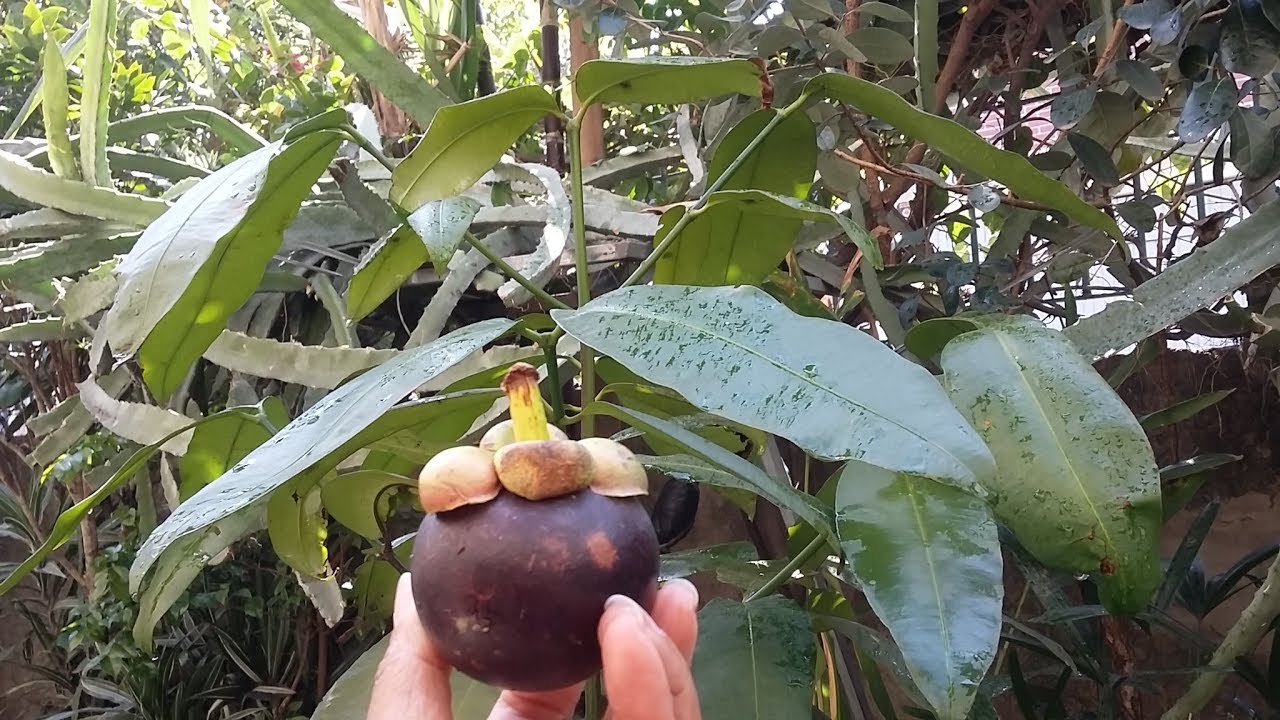 Mangostão