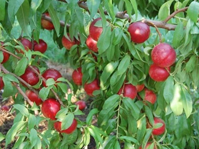 Nectarina