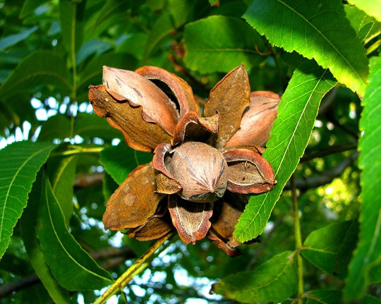 Noz Pecan