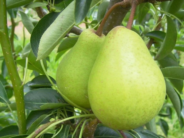 Pêra D'agua