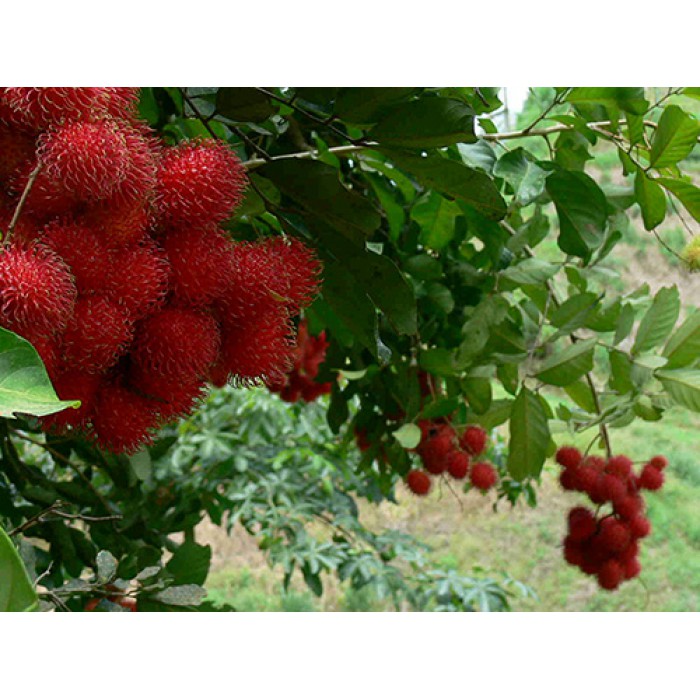Rambutan