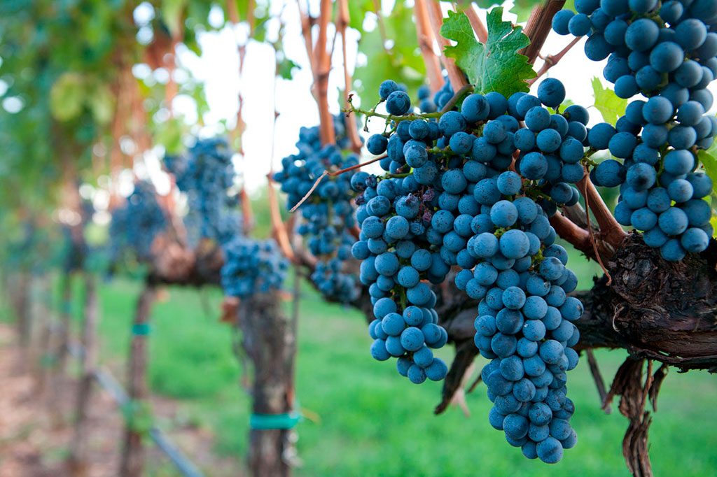 Uva Italiana