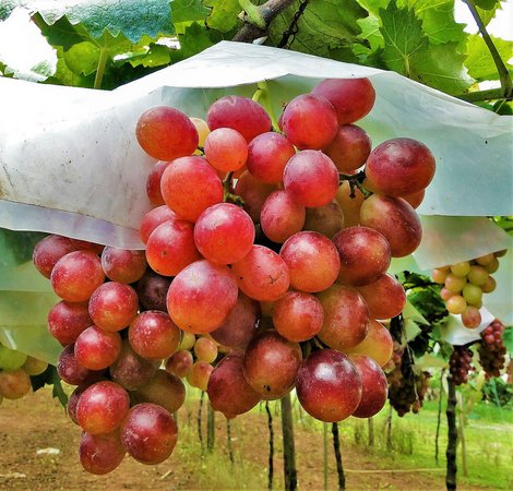 Uva Rubi