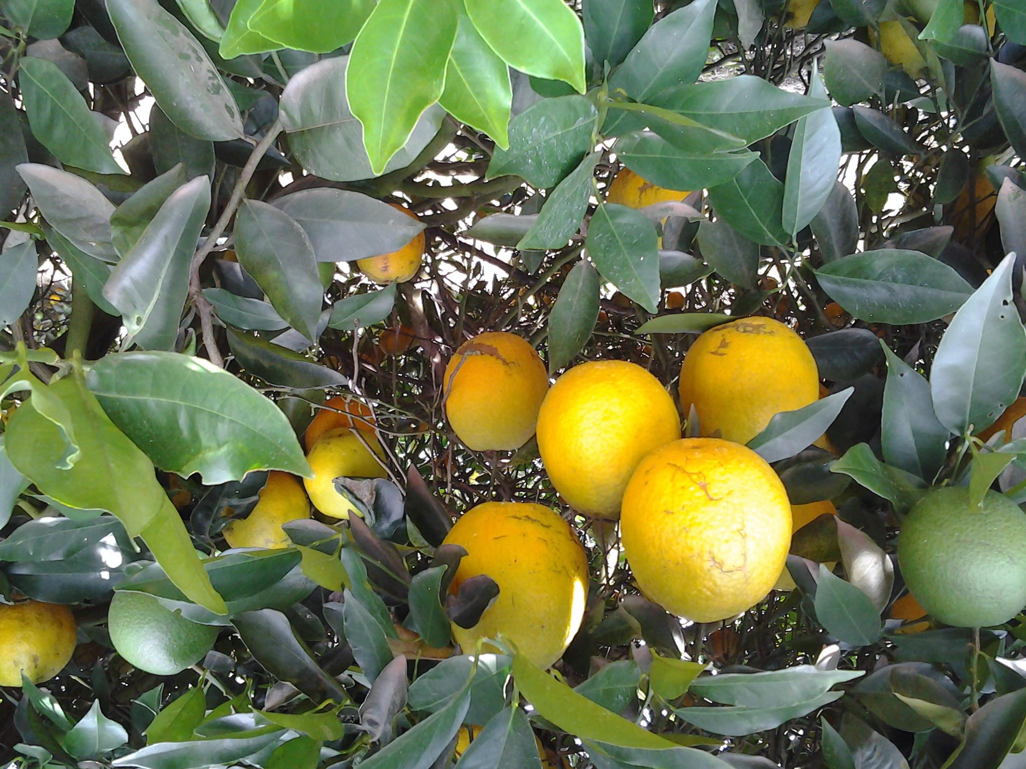 Laranja Pera Natal