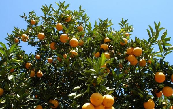 Laranja Pera Rio