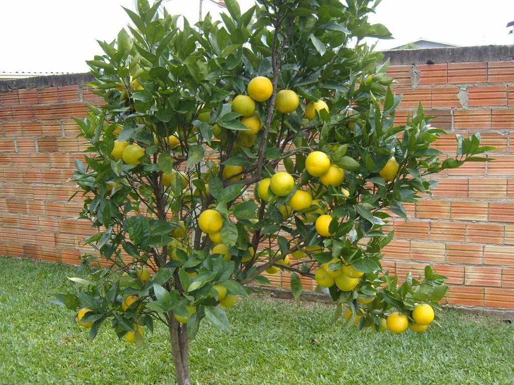 Laranja Serra D'água