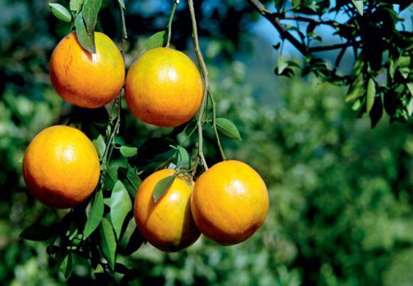 Laranja Baianinha