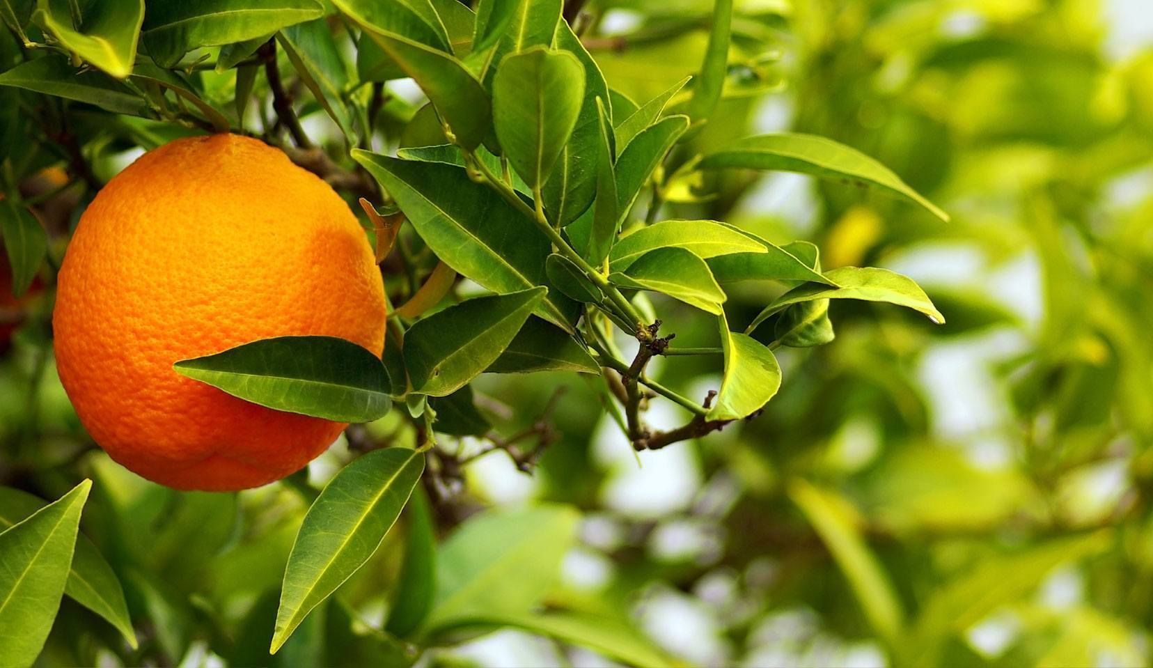 Laranja Barão