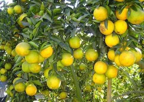 Laranja Champagne