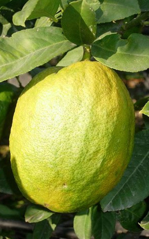Laranja Cidra