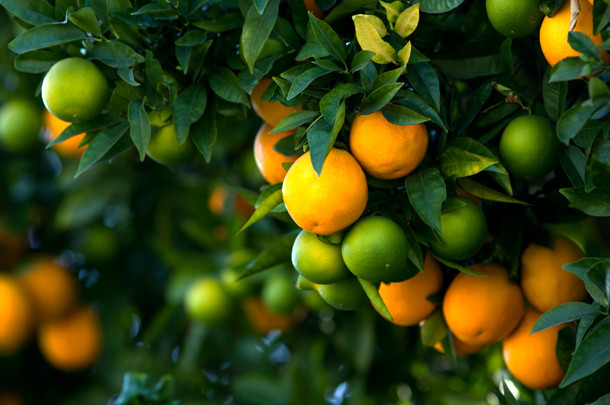 Laranja Hanlin