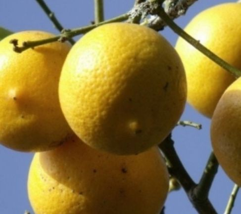 Laranja Persia