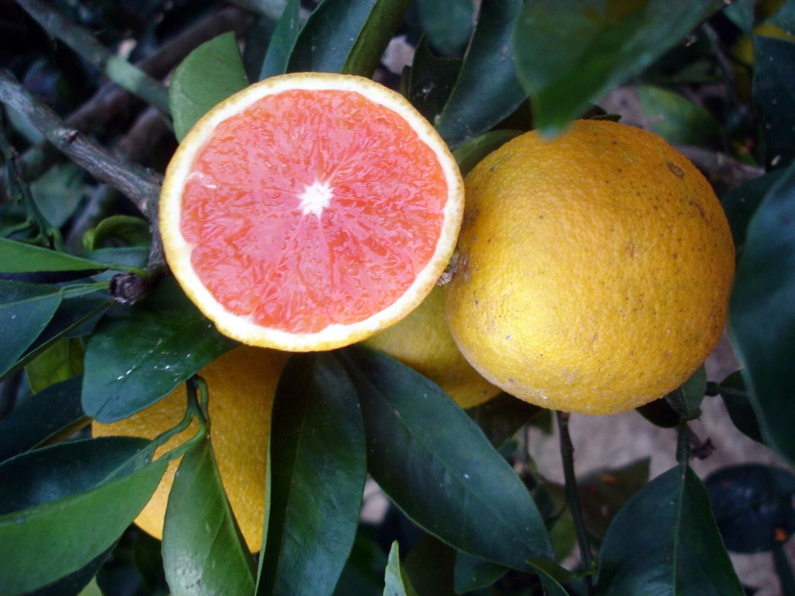 Laranja Sanguinea