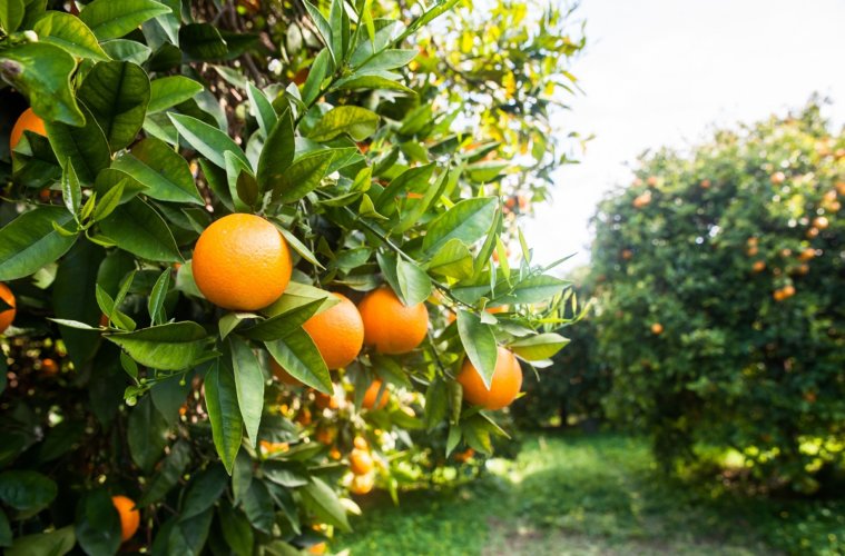 Laranja Valencia