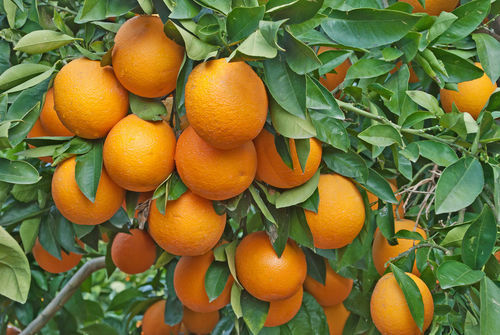 Tangerina Cravo