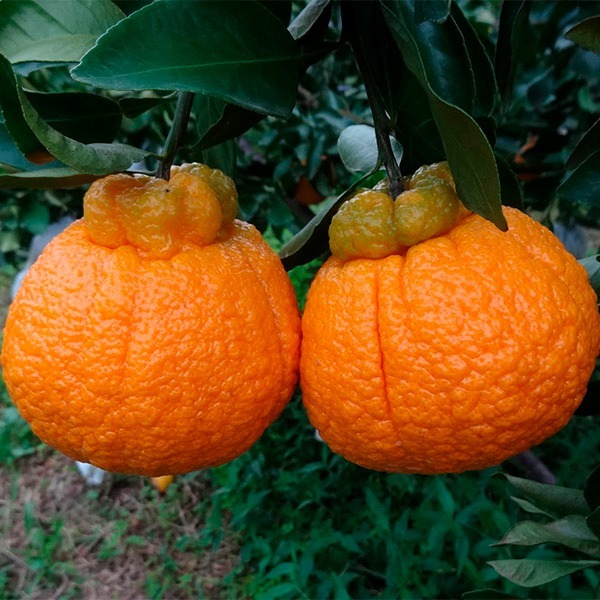 Tangerina Dekopon