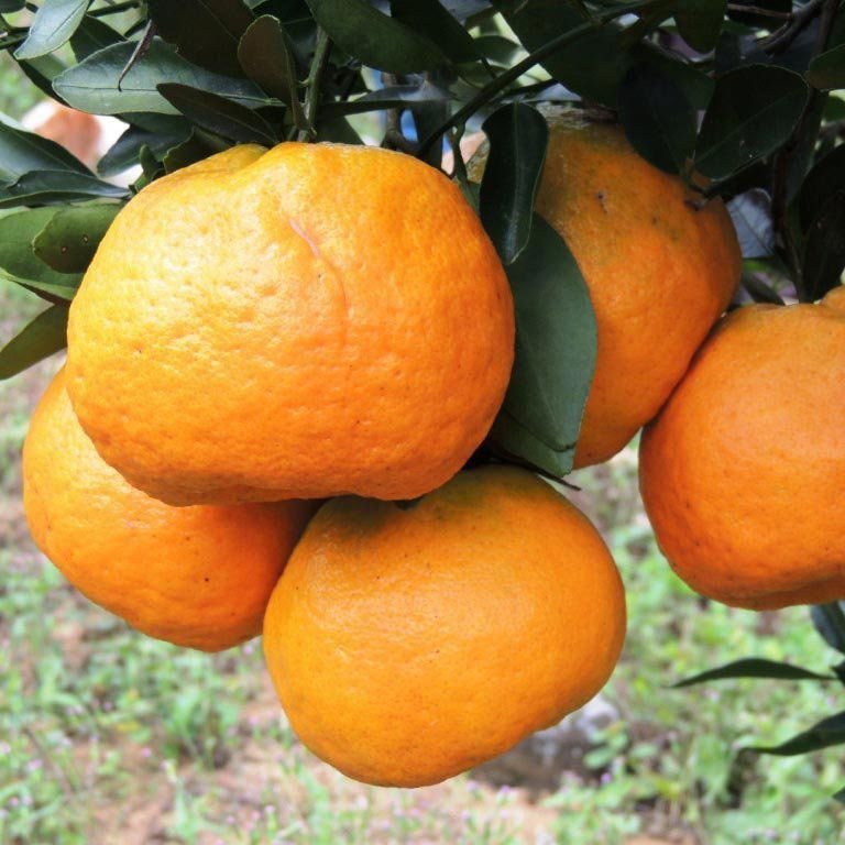 Laranja Pokan