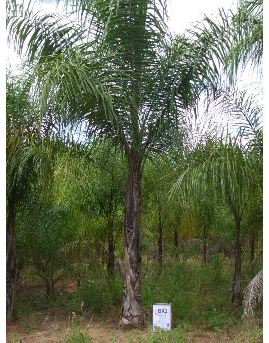 Palmeira Ciafort