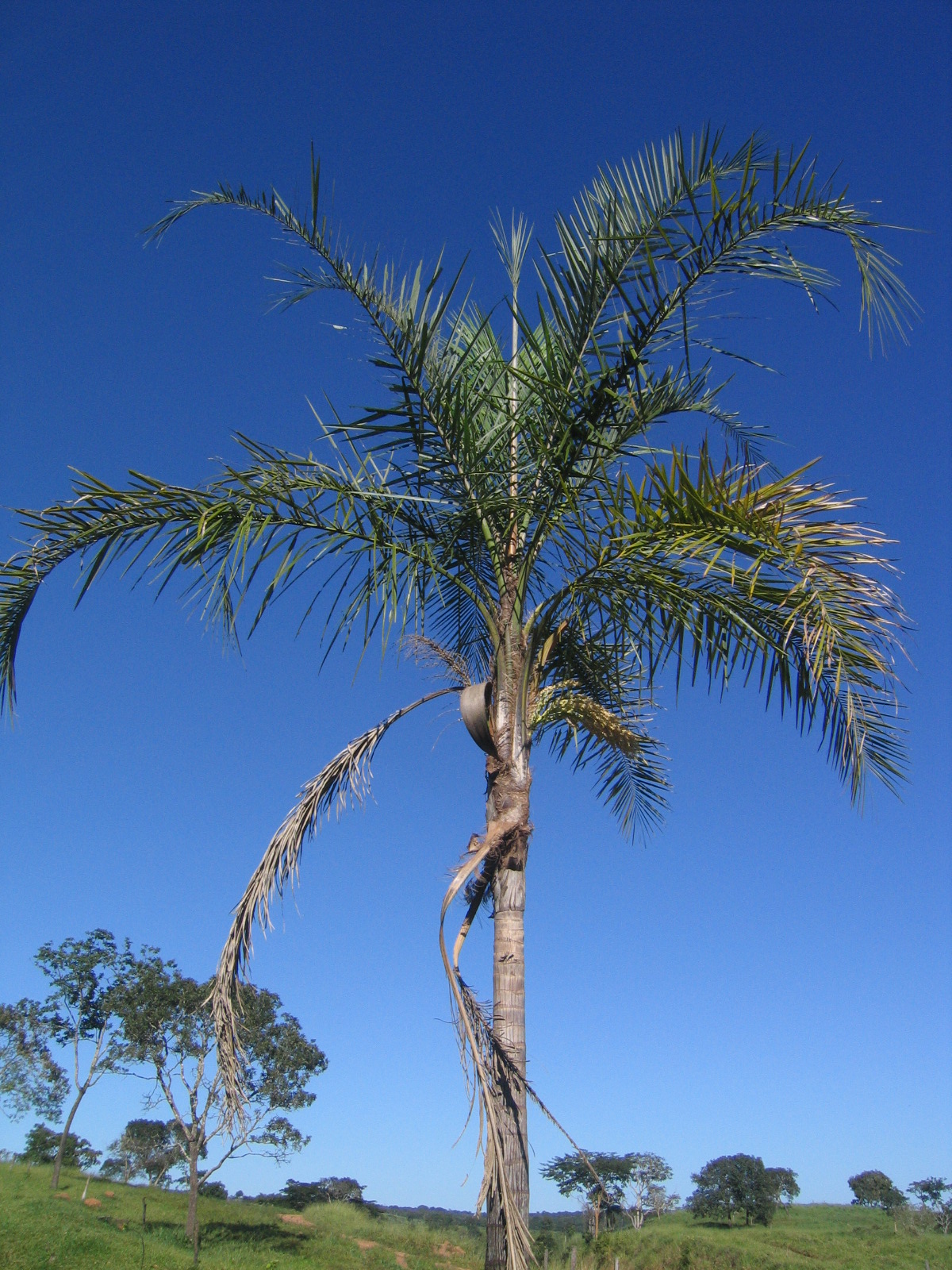 Palmeira Jeriva